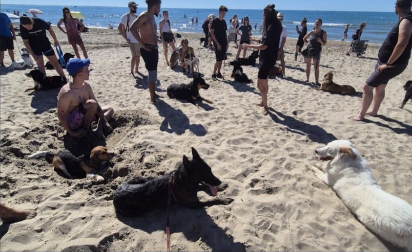 Chien accompagné par Culture K9