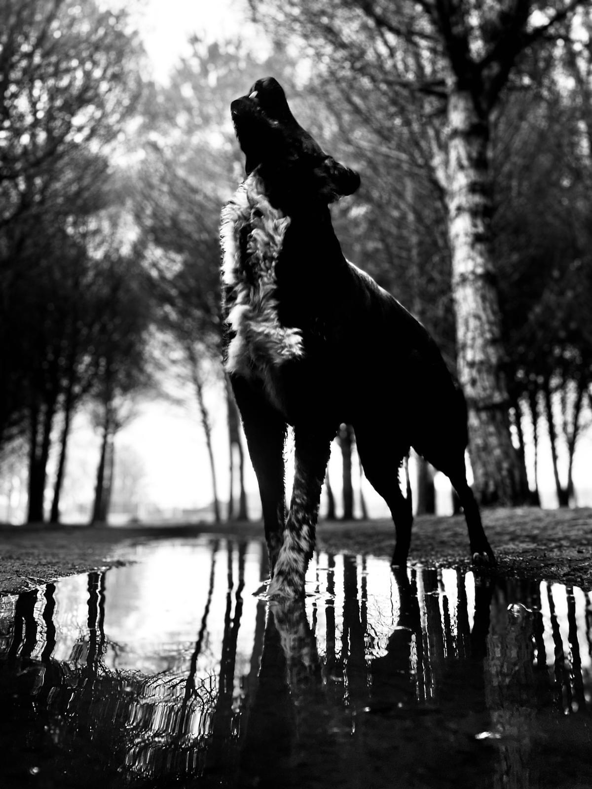 Un chien noir et blanc debout dans une flaque d'eau au milieu d'une forêt, en contre-plongée